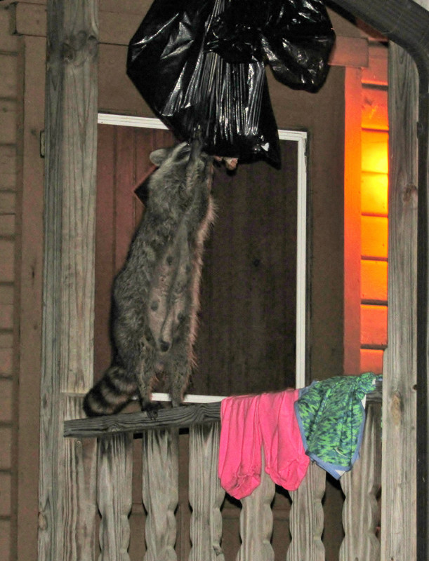 Raccoon ransacking the bin at the fishing cabin