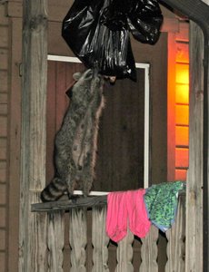 Raccoon ransacking the bin at the fishing cabin