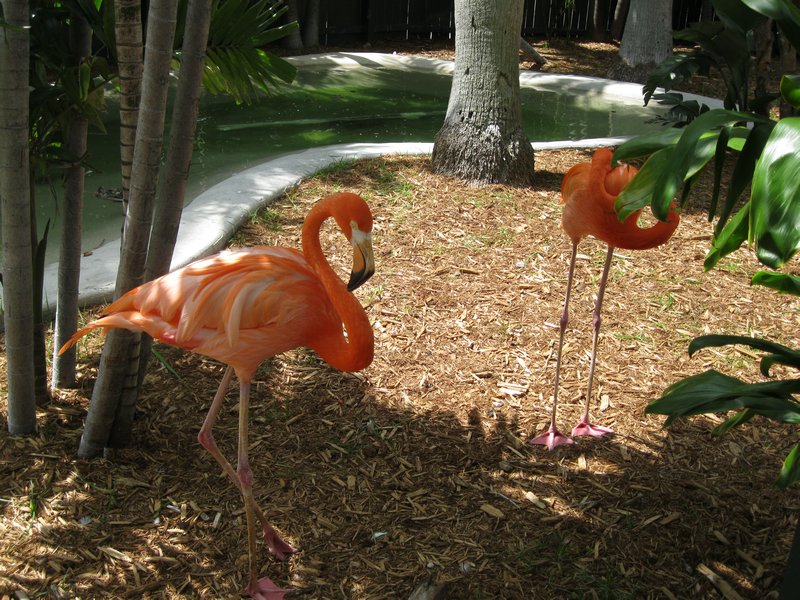 Florida pink flamingo