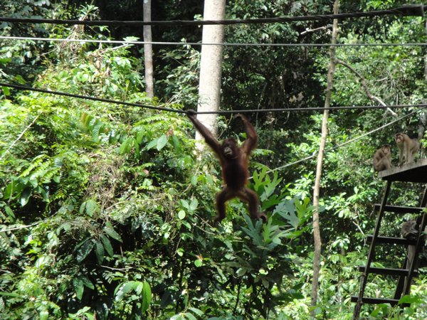 Here comes the Orang Utans