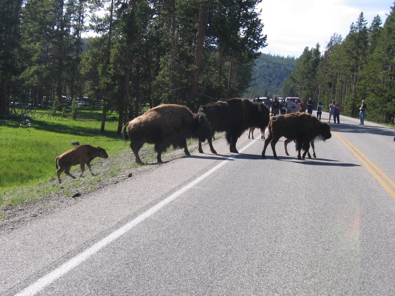 Traverse de 60 bisons