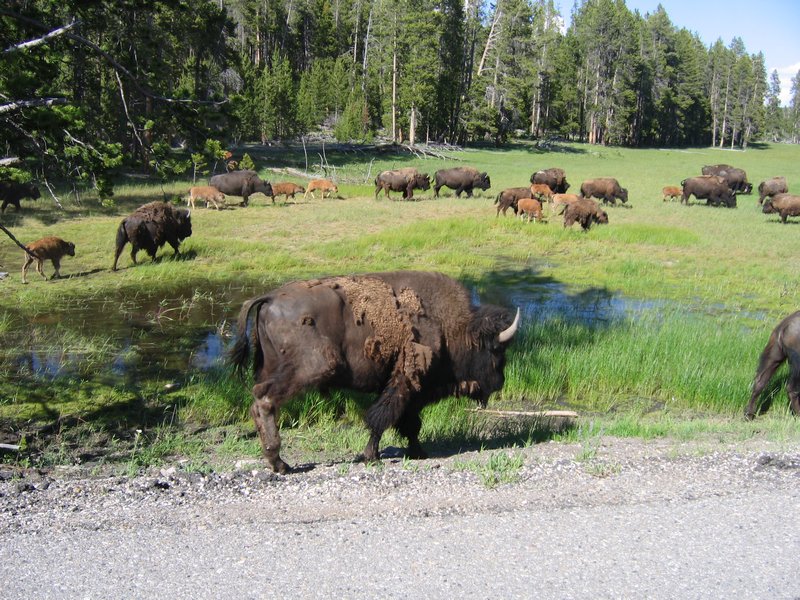Traverse de 60 bisons