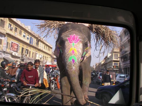 Elephant Taxi