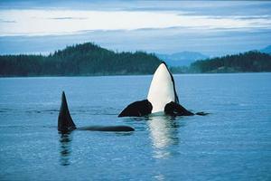 Orca Whales
