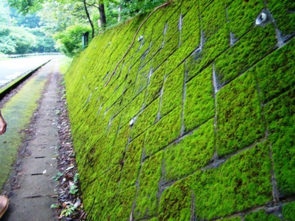 Moss on a retaining wall