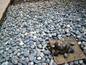 rock turtle rock