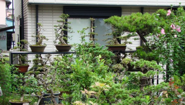 lotsa bonsai
