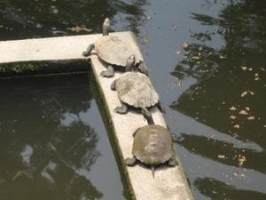 turtles!