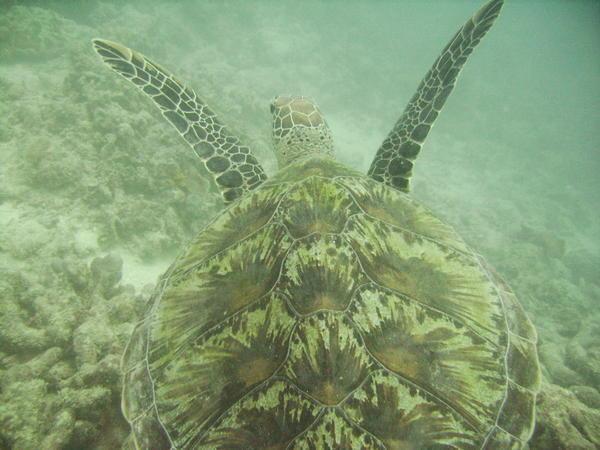 Hawk-billed Sea Turtle