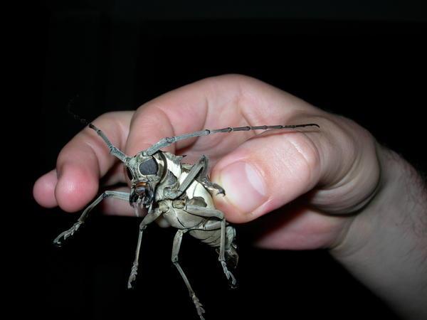 mega Indian Bug