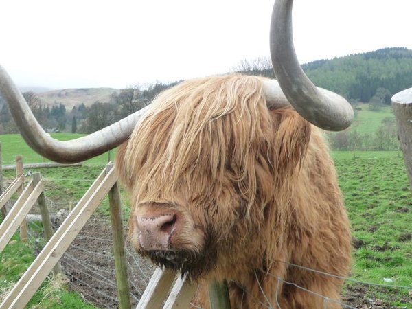 Hamish the Heiry coo