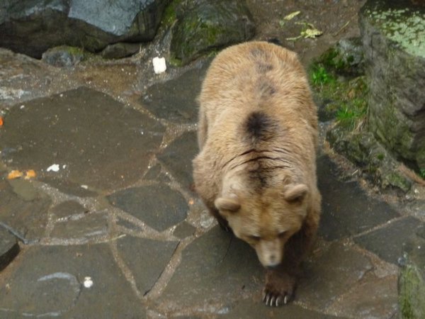 Poor old Grizly bear at Cesky Krumlov
