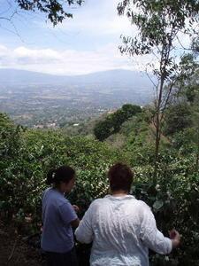 From the finca, looking toward the house