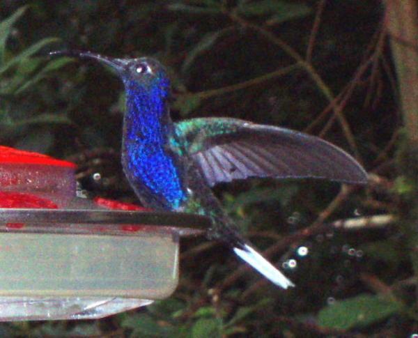 Spectacular large blue Hummingbird