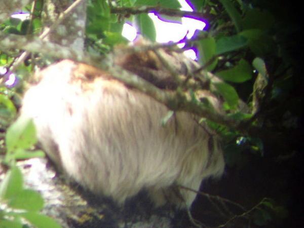 Two-toed sloth mama and baby