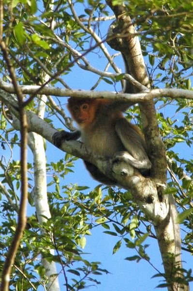 Animal sightings I - Probiscus monkey