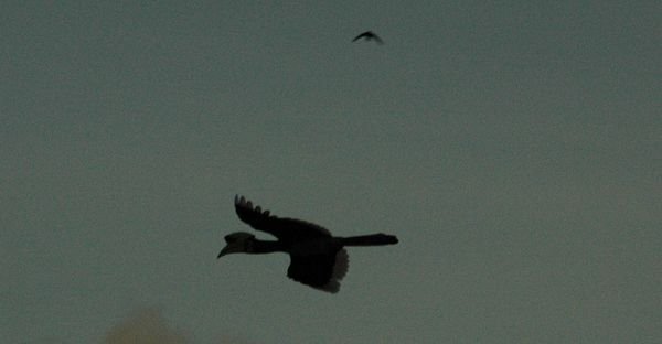 Animal sightings IV -  Pied Hornbill