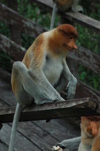 Probiscus Monkey Reserve