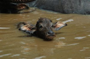 Baby water buffalo