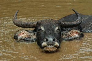 Adult water buffalo
