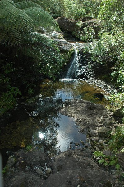 Pinnacles Walk - rainforest