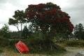 Whitianga - and can't stop photographing the Pohutukawa!