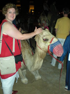 Arabian Nights - Camel