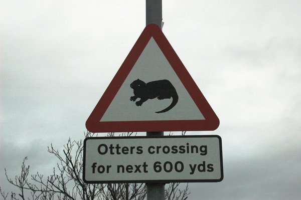 Otter crossing