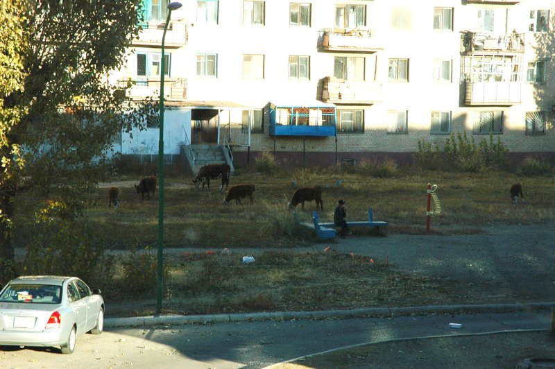 Cows grazing....outside my apartment