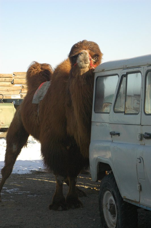 Camels were tied up to anything!