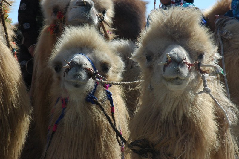 White camels