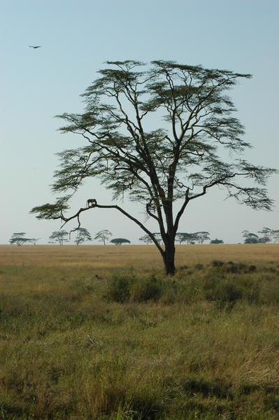 Serengeti animal life - the Leopard I