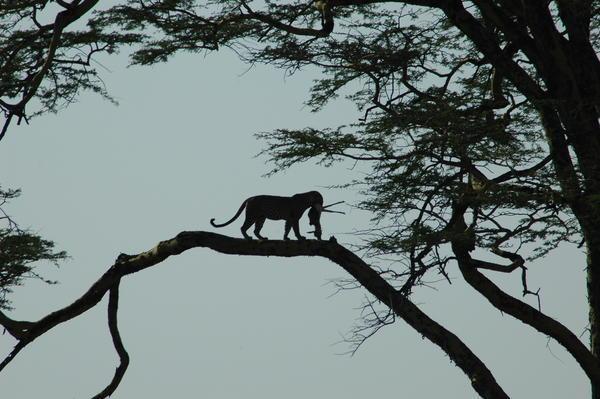 Serengeti animal life - the Leopard II