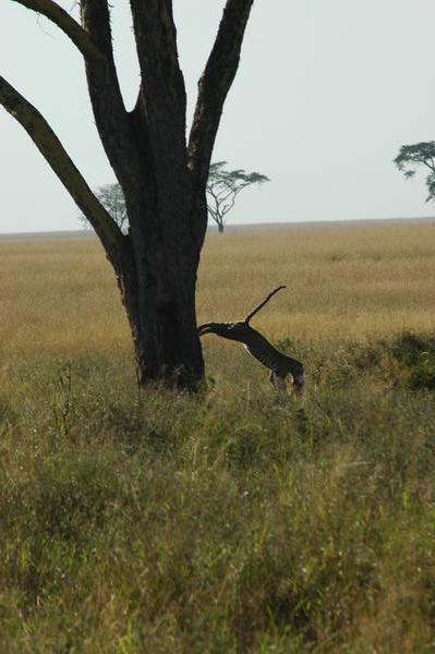 Serengeti animal life - the Leopard III