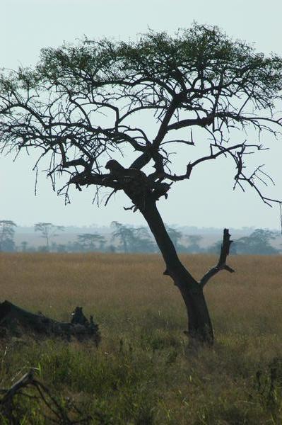 Serengeti animal life - the Leopard IV