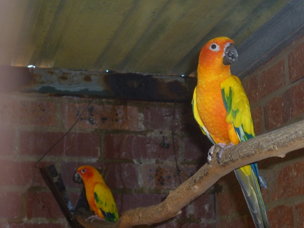 Parrot sanctuary