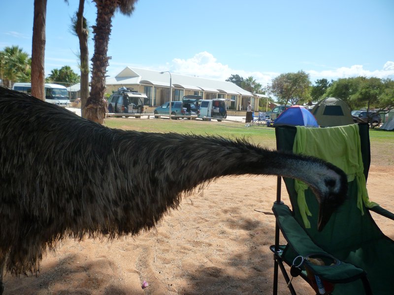 Attacking emu!