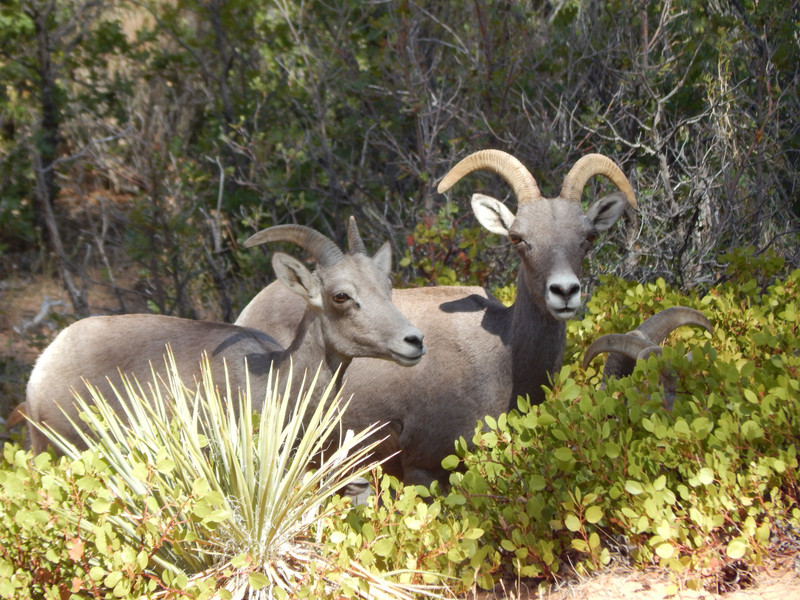 Big Horn Sheep in Zion