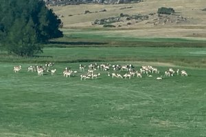 Herd of Antelope