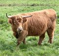 Scottish Highland Cows