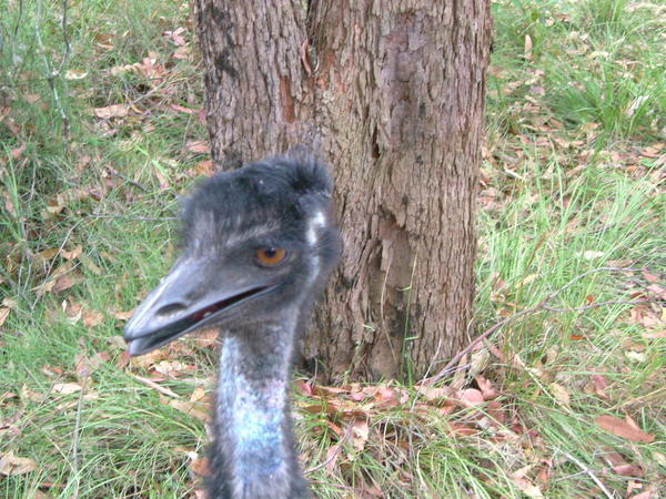 EMU!