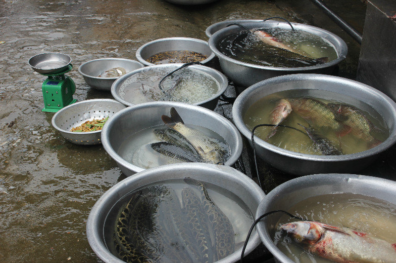 Fish in the Sapa Market