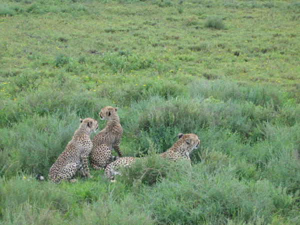 Cheetahs in the Serengeti