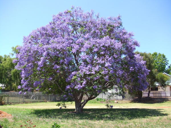 australian south african small purple tree