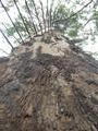 Gloucester Tree