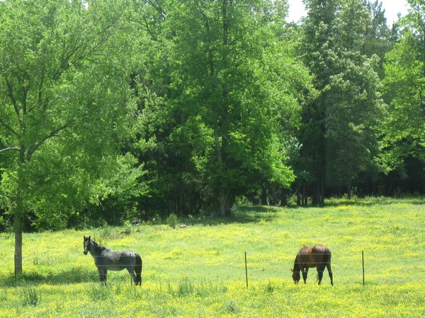 Horses in Arkansas