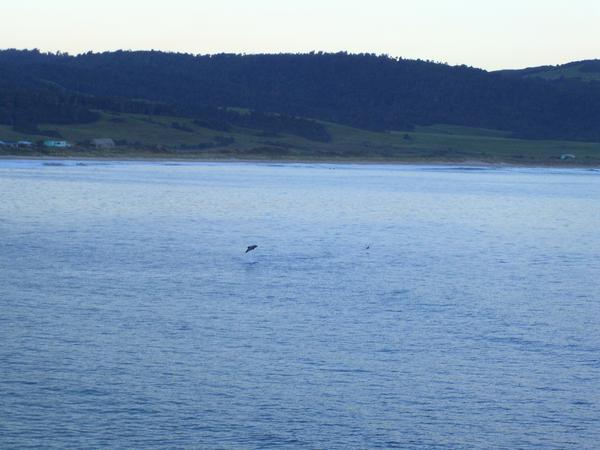 Hector dolphins in Curio Bay