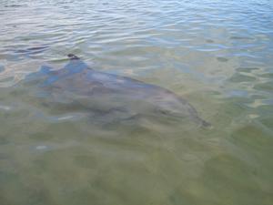 Levy the Dolphin at Bunbury