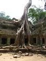 Tree roots invade the Ta Prohm temple
