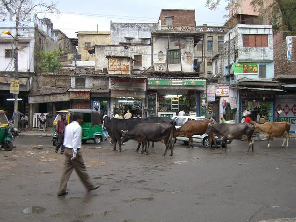 Cow Jam in the Main Bazaar